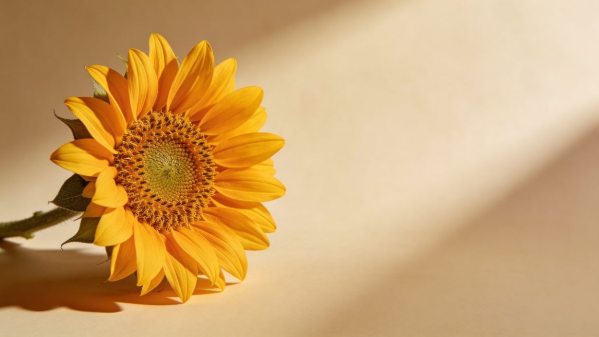 From sunflower to skincare: the…
